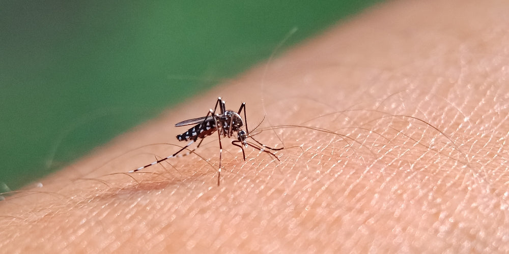 Quest’estate sconfiggi le zanzare con le zanzariere elettriche