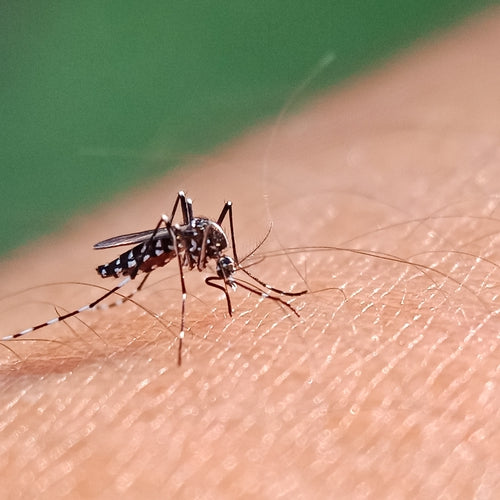 Quest’estate sconfiggi le zanzare con le zanzariere elettriche